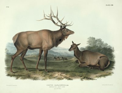 Cervus Canadensis (American Elk, Wapiti Deer), Plate 62 from 